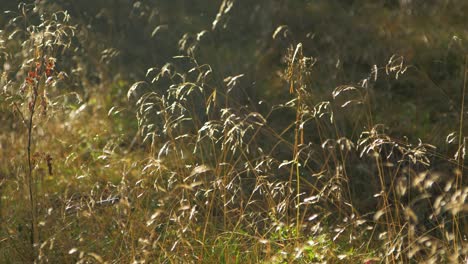 Dried-yellow-grass-swaying-in-wind,-coastal-woodland,-mystical-forest-concept,-sunny-autumn-day,-rural-ecology,-shallow-depth-of-field,-handheld-medium-closeup-shot