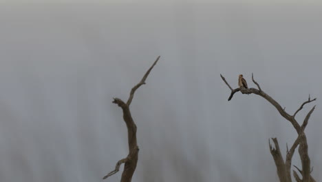 Perched-Swamp-Harrier-at-Kow-Swamp