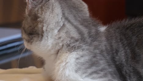 Silver-Little-Kitten-Cat-Resting-Watching-Camera
