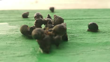 Dozens-of-water-snails-are-crawling-on-the-green-floor