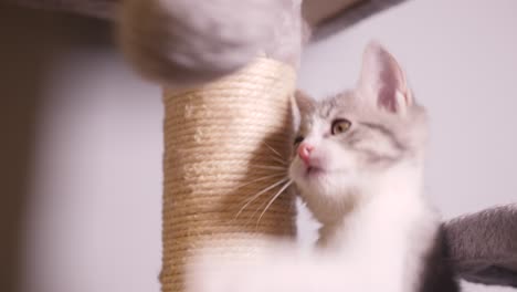 Little-Silver-Kitten-Cat-Playing-Hair-Ball-on-Cat-Tree