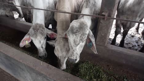 Rinder-Nahaufnahme-Von-Reinrassigen-Milch--Und-Fleischbauernhofställen-Produktionsvieh