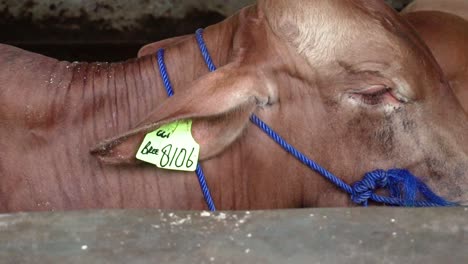 Vaquilla-De-Vaca-Con-Números-En-Las-Orejas-Collar-Inteligente-Masticando-Heno-En-La-Industria-De-Fabricación-De-Carne-Y-Leche-De-La-Casa-De-La-Vaca