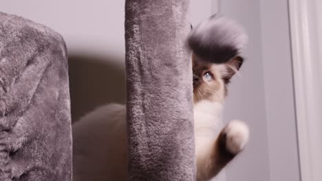 White-Ragdoll-Cat-Playing-Hair-Fluffy-Ball-on-Cat-Tree
