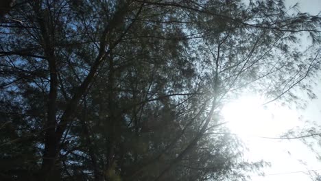 sunlight-passing-through-trees-and-leaves,-HD-video,-daytime,-round-shot