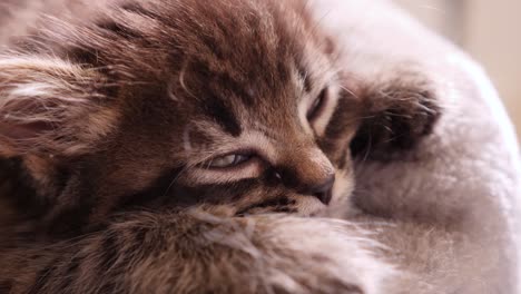 Little-Tabby-Cute-Tiny-Kitten-Falling-asleep-Cute-Quiet