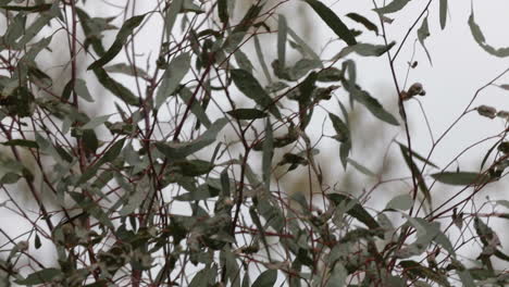 Gestreifter-Pardalote,-Der-Zwischen-Zweigen-Eines-Jungen-Eukalyptusbaums-Hüpft