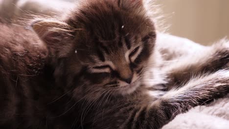 Little-Tiny-Cute-Maincoon-Tabby-Cat-Falling-asleep