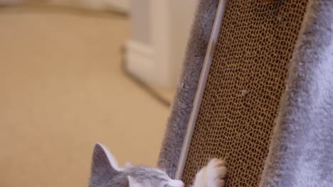 Silver-Little-Kitten-Playing-on-Scratching-Board