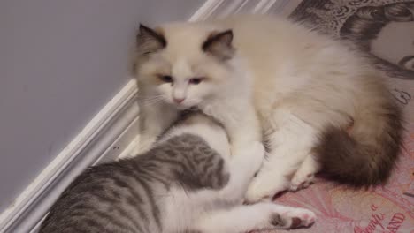 Zwei-Kätzchen-Kleine-Katze-Kuscheln-Zusammen