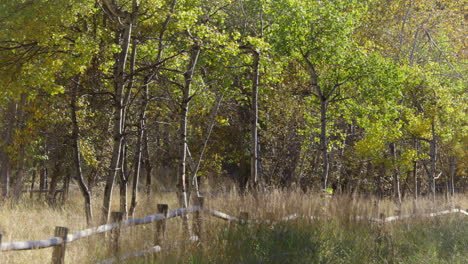 árboles-De-álamo-Temblón-Bozeman-Montana-4k