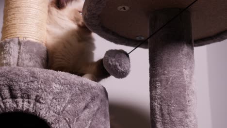 White-Playful-Ragdoll-Cat-Beating-Fluffy-Ball-on-Cattree