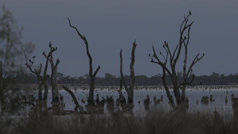 Eine-Vielzahl-Australischer-Vögel,-Die-Während-Der-Abenddämmerung-Am-Kow-Sumpf-Thront