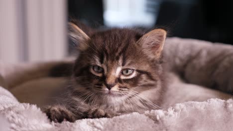 Kleine-Getigerte-Kätzchen-Katze-Winzig-Süße-Maine-Coon