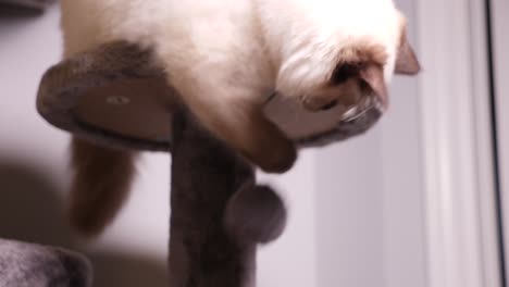 White-Ragdoll-Point-Color-Playing-on-Cat-Tree