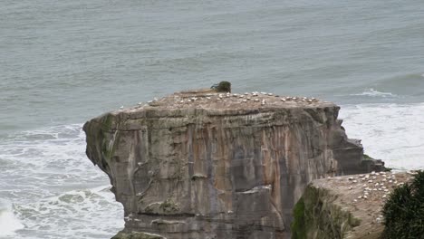 The-gannet-colony-of-Muriwai-viewed-from-afar-on-top-of-rugged-cliffs-at-New-Zealand's-west-coast