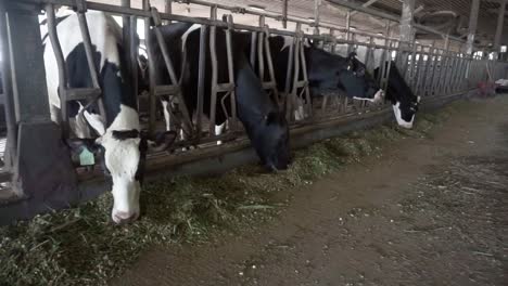 Dairy-farm-with-milking-cows-eating-hay-in-barn