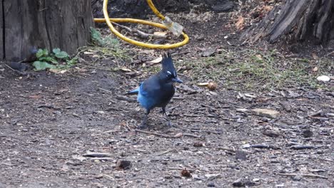 Steller's-Jay-bird-flits-around-on-the-ground-at-a-campsite-searching-for-food