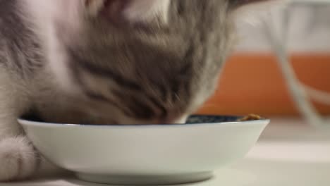 Silberne-Kleine-Kätzchenkatze,-Die-Nahrung-Isst