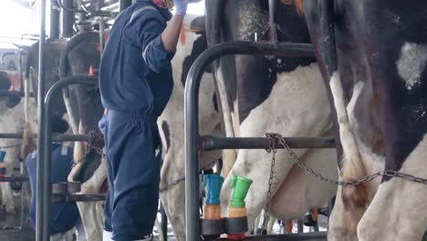 Gesunde-Milchkühe,-Die-Sich-Von-Futter-Ernähren,-Stehen-In-Einer-Reihe-Von-Ställen-In-Der-Scheune-Der-Rinderfarm,-Wobei-Der-Arbeiter-Futter-Für-Tiere-In-Verschwommenem-Hintergrund-Hinzufügt