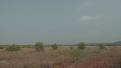 Wide-shot-of-a-field-with-vegetation-and-some-small-trees