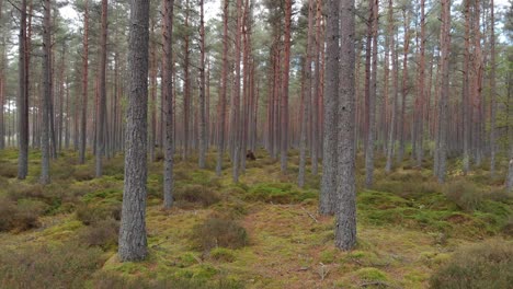 Beautiful-aerial-view-of-Pine-forest-in-Scotland,-Drone-flying-between-the-trees