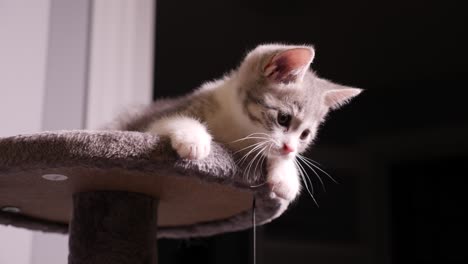 Kleine-Silberne-Amerikanische-Kurzhaar-Kätzchenkatze