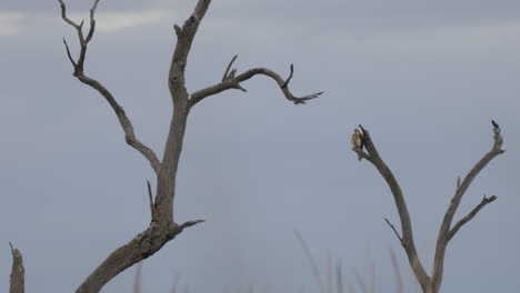 Perched-Swamp-Harrier-at-Kow-Swamp