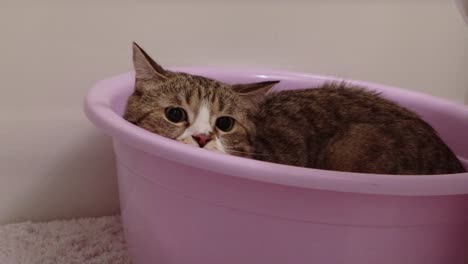 Verärgerte-Tabby-Katze,-Die-Sich-In-Einem-Behälter-In-Der-Ecke-Versteckt