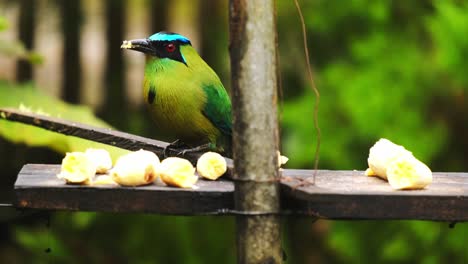 Cerca-De-Motmot-Andino-Detallado-Pájaro-Colorido-Tropical-Barranquero-Andino-Paseriformes-Comiendo-Plátano