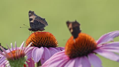 Group-of-two-butterflies-eating-Nectar-From-orange-Coneflower---macro-static-shot