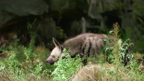 Spotted-hyena-walking-on-rocky-background-in-forest,-slow-motion