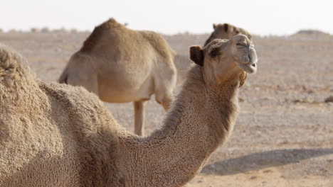 Kamel-In-Der-Wüste,-Das-Kaut-Und-In-Die-Kamera-Schaut,-Während-Andere-Im-Hintergrund-Laufen