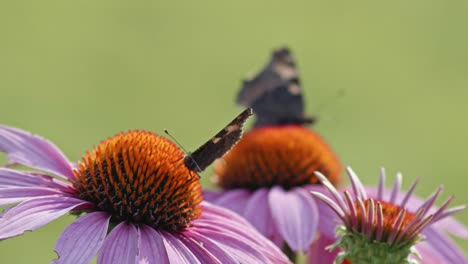 Pair-of-two-butterflies-eating-Nectar-From-orange-Coneflower---macro-static-shot