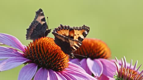 Paar-Schmetterlinge,-Die-Nektar-Aus-Orangefarbenem-Sonnenhut-Essen---Statische-Makroaufnahme
