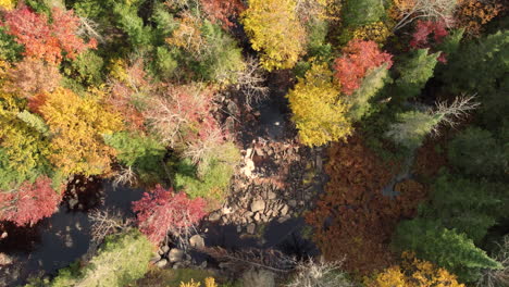 Topdown-view-along-creek-surrounded-by-forest-with-fall-colors,-Algonquin-Park