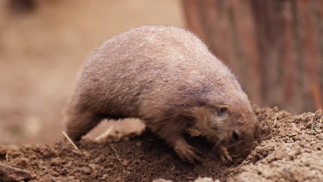Prairie-Dog-searching-for-food-pushing-soil-with-head