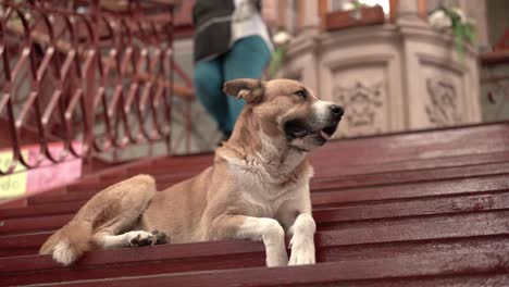 Hund-Sitzt-Auf-Der-Treppe