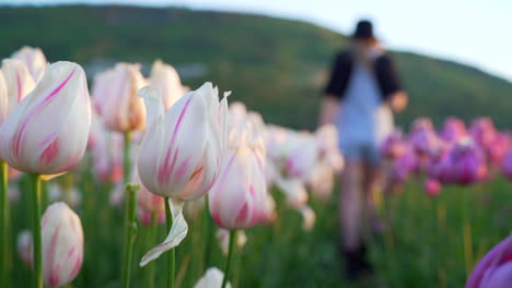 Woman-walking-through-field-of-tulips-with-large-hat-at-sunrise-in-nice-light-in-Abbotsford,-British-Columbia,-Canada