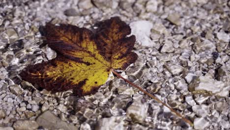 Ein-Gefallenes-Herbstahornblatt,-Das-Im-Seichten-Wasser-Der-Steinigen-Küste-Schwimmt