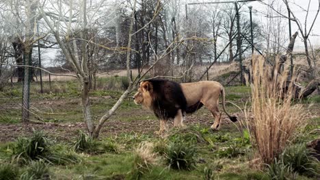 Big-lion-slowly-walks-on-the-green-grass-in-the-zoo
