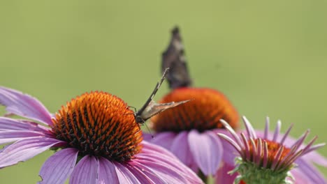 Pair-of-butterflies-eating-Nectar-From-orange-Coneflower---macro-static-shot