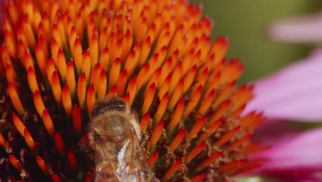 Honigbiene-Bestäubt-Eine-Gemeine-Nieskrautblume-Auf-Einem-Feld