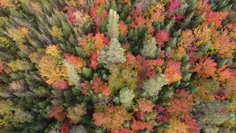 Vibrant-fall-treetops,-natural-pattern-of-dense-woodland-with-autumn-colors,-Aerial-tilt-topdown-motion
