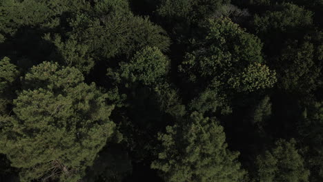 Drone-flying-over-Brocéliande-forest,-Brittany-in-France