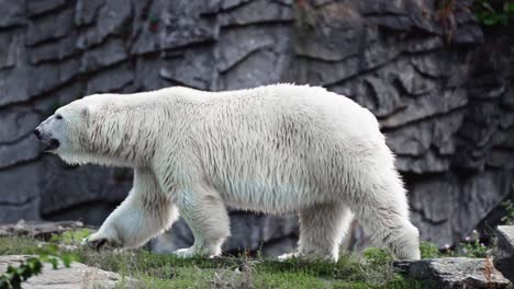 White-Polar-Bear-Walking-on-Rocks-in-Wild-Forest---tracking-shot