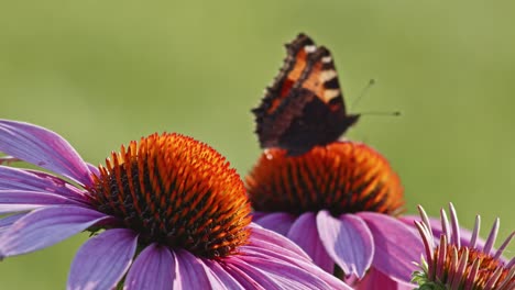 one-single-Small-Tortoiseshell-Butterfly-Feeds-On-orange-coneflower-in-sun-light