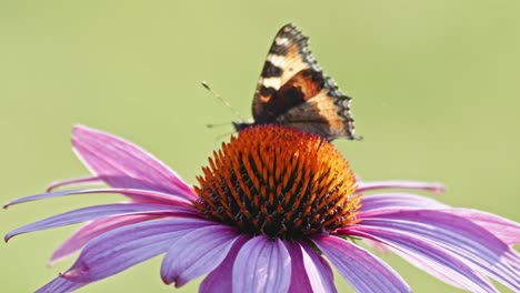 Ein-Kleiner-Schildpatt-Schmetterling-Ernährt-Sich-Im-Sonnenlicht-Von-Sonnenhut