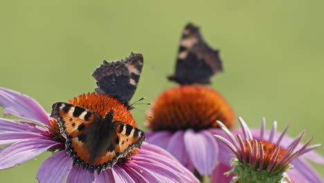 Bandada-De-Tres-Mariposas-Comiendo-Néctar-De-Coneflower-Naranja---Toma-Macro-Estática