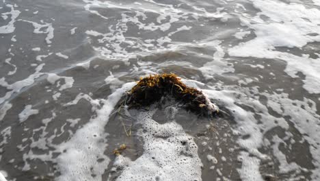 Haufen-Algen-An-Einem-Strand,-Der-Von-Kleinen-Wellen-Weggefegt-Wird
